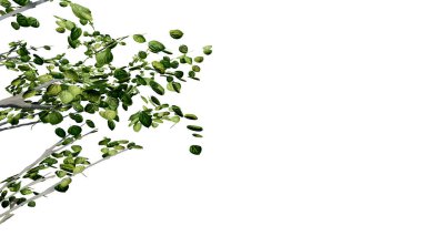 Ağaç, doğayı şeffaf, kesilip izole edilmiş arka plan 3D olarak bırakır. Ağaçlar tropikal yeşil bitki doğal ahşap ağaç yaprak ağacı gerçekçi kahverengi doku yaz büyüyen yaprak.