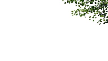 Ağaç, doğayı şeffaf, kesilip izole edilmiş arka plan 3D olarak bırakır. Ağaçlar tropikal yeşil bitki doğal ahşap ağaç yaprak ağacı gerçekçi kahverengi doku yaz büyüyen yaprak.