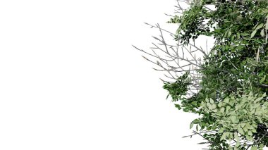 Ağaç, doğayı şeffaf, kesilip izole edilmiş arka plan 3D olarak bırakır. Ağaçlar tropikal yeşil bitki doğal ahşap ağaç yaprak ağacı gerçekçi kahverengi doku yaz büyüyen yaprak.