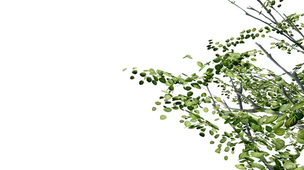 tree leave nature transparent cut out forest isolated background 3d render. tree tropical green plant natural wood garden trunk foliage bush tree realistic brown texture summer growth old leaf.