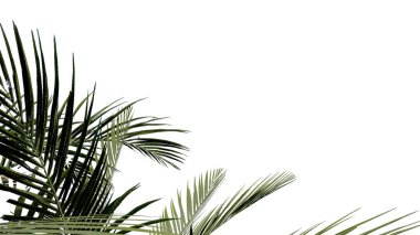 Hindistan cevizi, doğayı şeffaf, ormanı izole edilmiş arka plan 3D olarak bırakır. Hindistan cevizi tropikal yeşil bitki doğal ahşap bahçe yaprağı çalılık gerçekçi kahverengi doku yaz büyüyen yaprak.