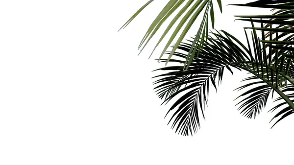coconut leave nature transparent cut out forest isolated background 3d render. coconut tropical green plant natural wood garden trunk foliage bush tree realistic brown texture summer growth old leaf.