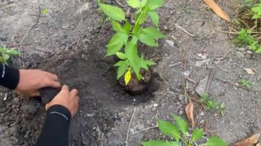 Tarım bitkisi yetiştirme doğa toprak bahçe sebze baharı. Yeşil yetişen organik toprak toprak toprak tohumu. Gıda yaprağı yetiştirmek, ekoloji ekolojisi, yakın plan..