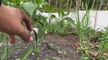 tarım yeşili gıda organik bahçe doğa hasat bitkisi sebze. sağlıklı yetişen biber çiftçiliği Asya çili tarlası taze hasat ediyor. Doğal biber ekimi.