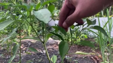 tarım yeşili gıda organik bahçe doğa hasat bitkisi sebze. sağlıklı yetişen biber çiftçiliği Asya çili tarlası taze hasat ediyor. Doğal biber ekimi.