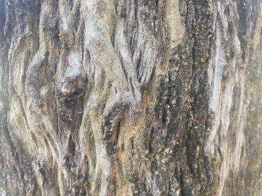 Arka plan kabuğu ağaç dokusu doğal desenli ağaç gövdesi ahşap. Doğanın kaba, soyut orman kerestesi yüzey tasarımı fabrikaya yakın grunge. desenli malzeme kahverengi detay arkaplan meşe ortamı.