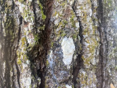 Arka plan kabuğu ağaç dokusu doğal desenli ağaç gövdesi ahşap. Doğanın kaba, soyut orman kerestesi yüzey tasarımı fabrikaya yakın grunge. desenli malzeme kahverengi detay arkaplan meşe ortamı.