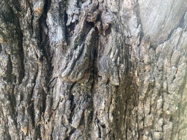 Arka plan kabuğu ağaç dokusu doğal desenli ağaç gövdesi ahşap. Doğanın kaba, soyut orman kerestesi yüzey tasarımı fabrikaya yakın grunge. desenli malzeme kahverengi detay arkaplan meşe ortamı.