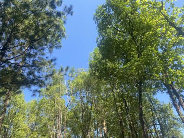 Orman doğası çevre yeşil manzara ağacı açık hava orman yazı. Güzel bitkiler doğal ağaçlar park manzaralı köknar güzellik seyahat yaprağı. Manzara ormanı mevsimi tropikal ladin gökyüzü açık havada.