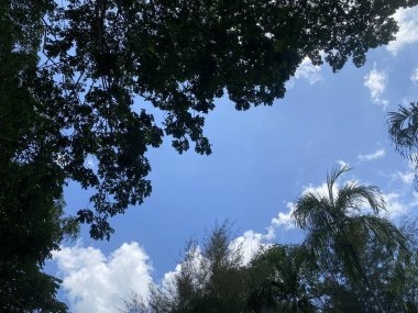 Orman doğası çevre yeşil manzara ağacı açık hava orman yazı. Güzel bitkiler doğal ağaçlar park manzaralı köknar güzellik seyahat yaprağı. Manzara ormanı mevsimi tropikal ladin gökyüzü açık havada.