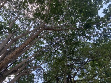 Orman doğası çevre yeşil manzara ağacı açık hava orman yazı. Güzel bitkiler doğal ağaçlar park manzaralı köknar güzellik seyahat yaprağı. Manzara ormanı mevsimi tropikal ladin gökyüzü açık havada.