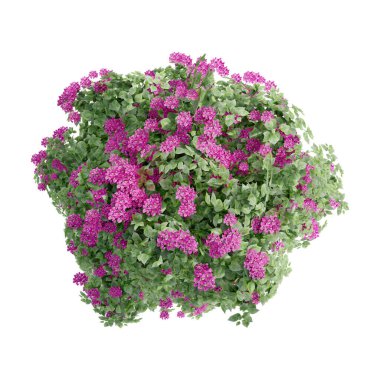 Ağaç manzaralı bitki mimarisi bahçe havası. Ağaçlar koleksiyon ortamını izole eder yeşil botanik çalı parkı. Ağaç mimarisi kozalaklı dekoratif.