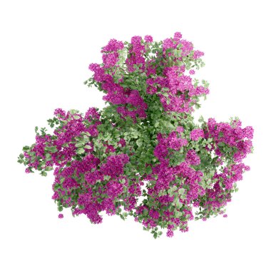 Ağaç manzaralı bitki mimarisi bahçe havası. Ağaçlar koleksiyon ortamını izole eder yeşil botanik çalı parkı. Ağaç mimarisi kozalaklı dekoratif.