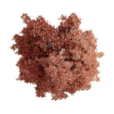 Ağaç manzaralı bitki mimarisi bahçe havası. Ağaçlar koleksiyon ortamını izole eder yeşil botanik çalı parkı. Ağaç mimarisi kozalaklı dekoratif.