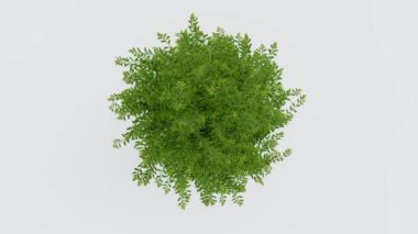 Ağaç manzaralı bitki mimarisi bahçe havası. Ağaçlar koleksiyon ortamını izole eder yeşil botanik çalı parkı. Ağaç mimarisi kozalaklı dekoratif.