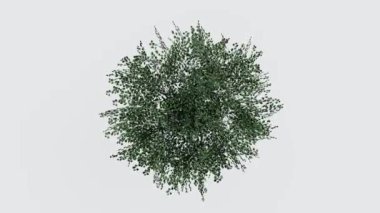 Ağaç manzaralı bitki mimarisi bahçe havası. Ağaçlar koleksiyon ortamını izole eder yeşil botanik çalı parkı. Ağaç mimarisi kozalaklı dekoratif.