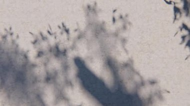 gölge duvar dokusu güneş ışığı yaprağı gölgesi soyut 3D görüntüsü. Hafif doğa bitkisinin yaprakları ağaç yaprağı tasarım arkaplanını gölgeliyor. Duvar kâğıdı modelleme arka planı beyaz efekti çok az doğal.
