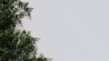 Ağaç manzaralı bitki mimarisi bahçe havası. Ağaçlar koleksiyon ortamını izole eder yeşil botanik çalı parkı. Ağaç mimarisi kozalaklı dekoratif.