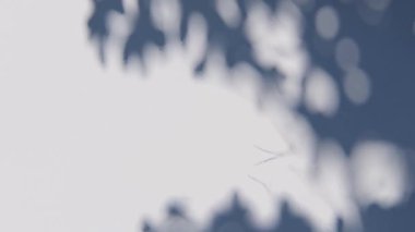 gölge duvar dokusu güneş ışığı yaprağı gölgesi soyut 3D görüntüsü. Hafif doğa bitkisinin yaprakları ağaç yaprağı tasarım arkaplanını gölgeliyor. Duvar kâğıdı modelleme arka planı beyaz efekti çok az doğal.