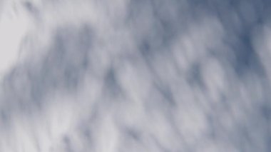 gölge duvar dokusu güneş ışığı yaprağı gölgesi soyut 3D görüntüsü. Hafif doğa bitkisinin yaprakları ağaç yaprağı tasarım arkaplanını gölgeliyor. Duvar kâğıdı modelleme arka planı beyaz efekti çok az doğal.