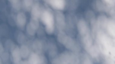 gölge duvar dokusu güneş ışığı yaprağı gölgesi soyut 3D görüntüsü. Hafif doğa bitkisinin yaprakları ağaç yaprağı tasarım arkaplanını gölgeliyor. Duvar kâğıdı modelleme arka planı beyaz efekti çok az doğal.