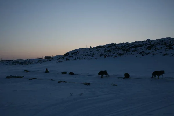Husky team on snow-packed landscape at sunset in Canadian Arctic