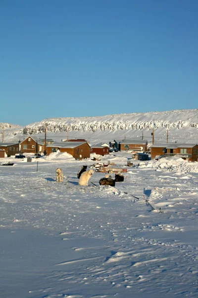 Husky team out on snow-packed landscape in Canadian arctic