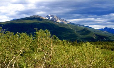 Wind swept trees in fall colour with snow-capped mountain in background in Canadian Rockies