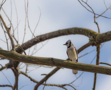 Parktaki bir dalda mavi bir kuşun yakın plan portresi.