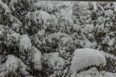 Kış ormanı, karla kaplı ağaçlar