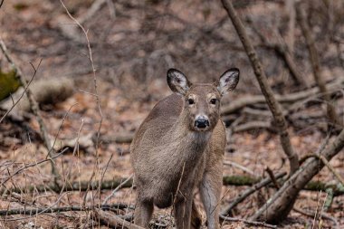 Ormanın arka planında vahşi geyik