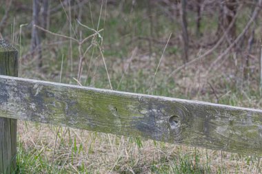 Parktaki tahta köprü.