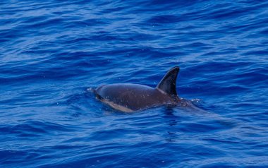 Yunus yüzgeci suya maruz kaldı