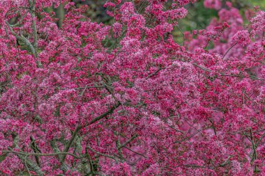 Baharda bahçede güzel pembe çiçekler