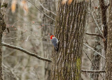 Ağaçtaki kırmızı ağaçkakan (dendrocopicus)