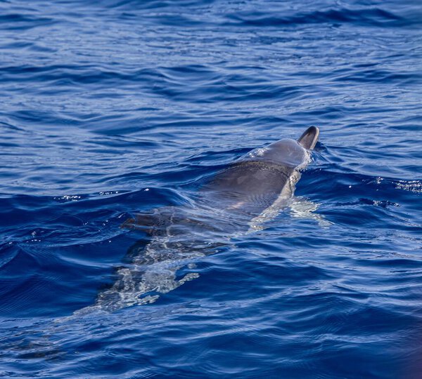 dolphin ( swimming ) in the azores