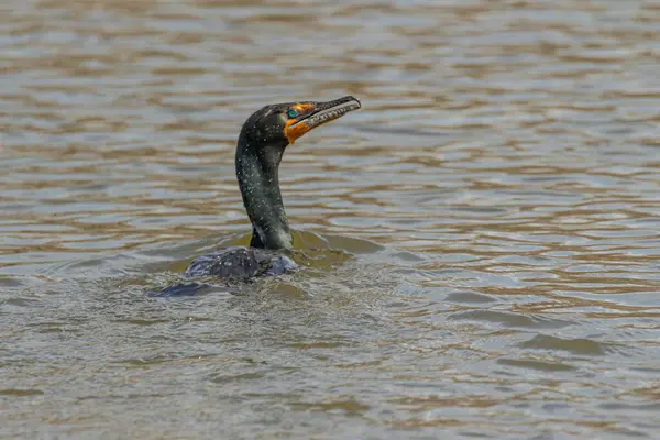 stock image a closeup shot of a cute cormorant swimming in the pond