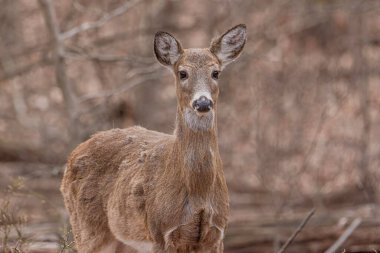 Ormandaki genç geyik