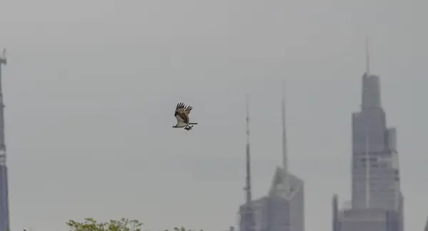 Osprey with fish , new york city in background