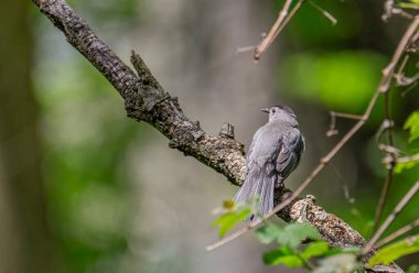 Ağaç gövdesindeki gri kuşun yakın çekimi.