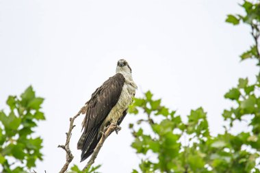 Siyah kanatlı şahin bir ağaca tünedi.