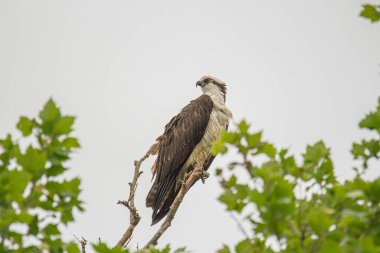 Ormandaki beyaz bir kuşun yakın çekimi.
