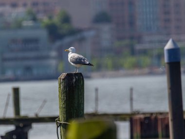 Şehirde martı var.