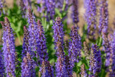 Bahçedeki lavanta çiçekleri