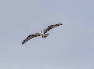 Doğadaki balık avı.