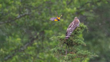 Falco baykuşu (falco ruco) )