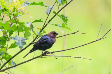 Ormanda bir dalda bir kuş