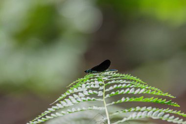 bir sayfa üzerinde siyah beyaz kelebek