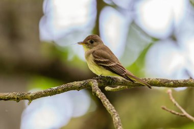 Ağaçtaki güzel bir kuşun yakın çekimi.