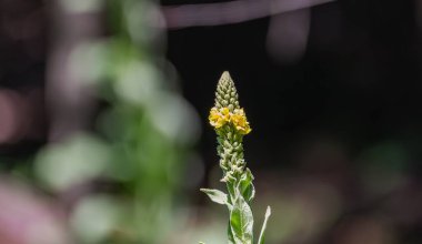 Ormanda sarı çiçek